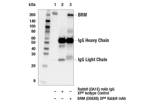 Immunoprecipitation Image 1: BRM (D9E8B) Rabbit Monoclonal Antibody