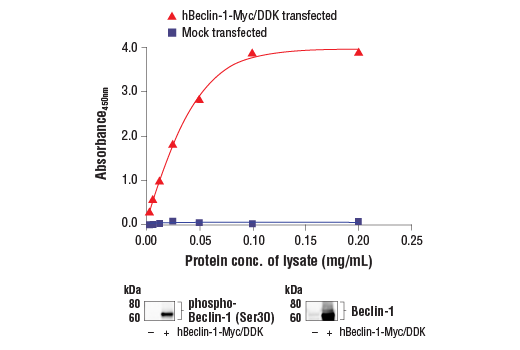 ELISA Image 1: PathScan<sup>®</sup> RP Phospho-Beclin-1 (Ser30) Sandwich ELISA Kit