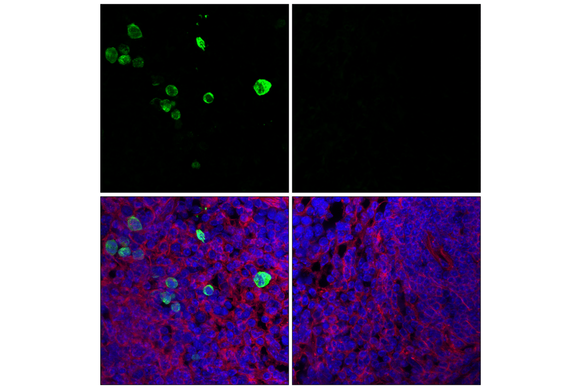 Immunofluorescence Image 1: Phospho-NPM1 (Thr199) (E4C7S) Rabbit Monoclonal Antibody