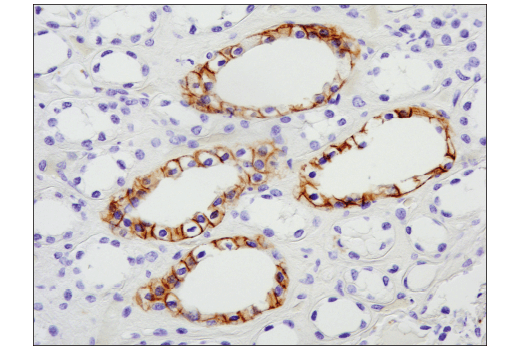 Immunohistochemistry Image 1: NCAM-L1 (D5D3K) Rabbit Monoclonal Antibody (BSA and Azide Free)