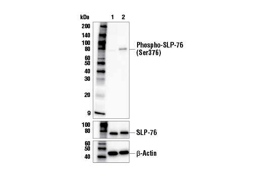 undefined Image 2: Human CD28 Activating (CD28.2) Mouse Monoclonal Antibody (Low Endotoxin, Azide-free)