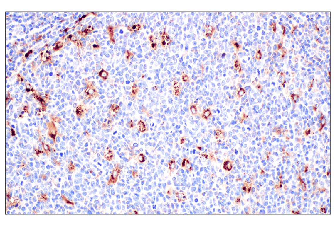 Immunohistochemistry Image 4: Cathepsin A (F8X9E) Rabbit Monoclonal Antibody