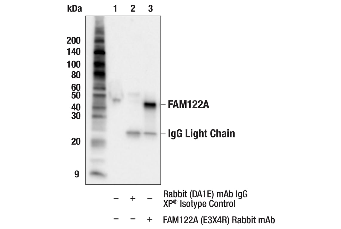 Immunoprecipitation Image 1: FAM122A (E3X4R) Rabbit Monoclonal Antibody