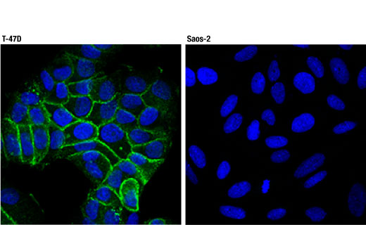 Immunofluorescence Image 1: Claudin-3 (D7A3O) Rabbit Monoclonal Antibody