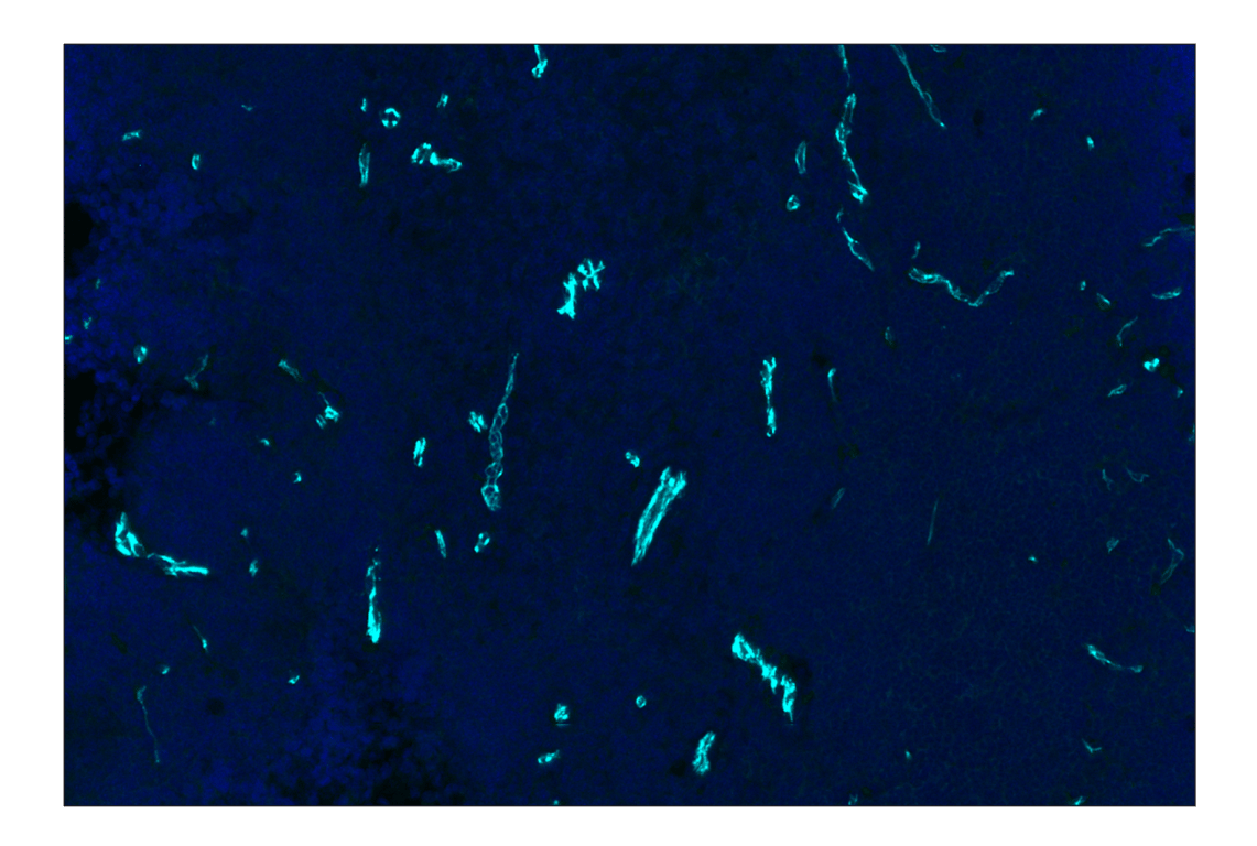 Immunohistochemistry Image 2: CD31 (PECAM-1) (D8V9E) Rabbit Monoclonal Antibody (Alexa Fluor<sup>®</sup> 750 Conjugate)