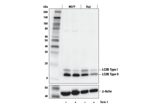 Western Blotting Image 5: LC3B (E5Q2K) Mouse Monoclonal Antibody (BSA and Azide Free)