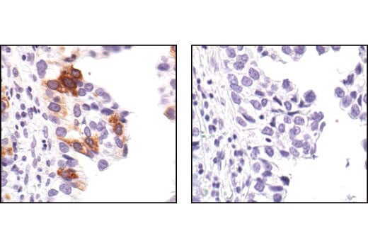 Immunohistochemistry Image 4: Phospho-cdc25C (Ser216) (63F9) Rabbit Monoclonal Antibody (BSA and Azide Free)