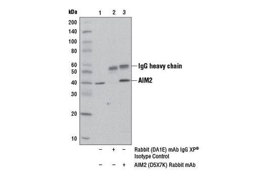 undefined Image 24: Human Reactive Inflammasome Antibody Sampler Kit II