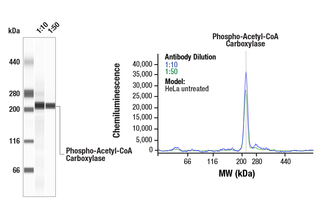 その他 eacc 002KU4-T4730D20 | ALTOS® Loose Tube, Gel-Free, All-Dielectric