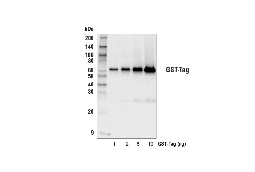 Western Blotting Image 2: GST-Tag (26H1) Mouse Monoclonal Antibody