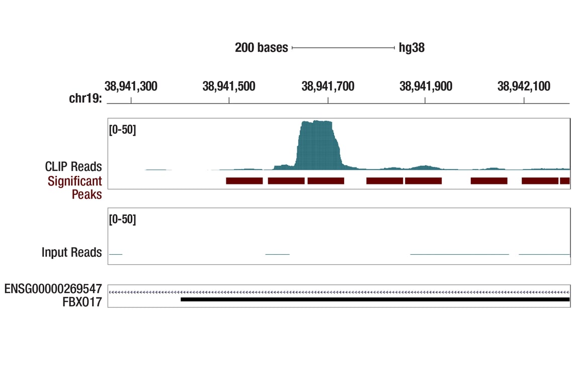 eCLIP Image 1: CNOT3 (E1L9S) Rabbit Monoclonal Antibody