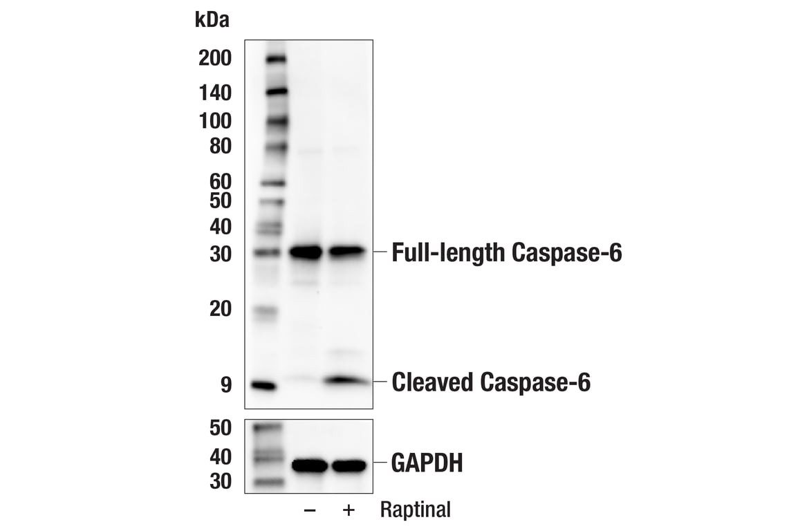 Western Blotting Image 1: Caspase-6 (E3U4J) Rabbit mAb