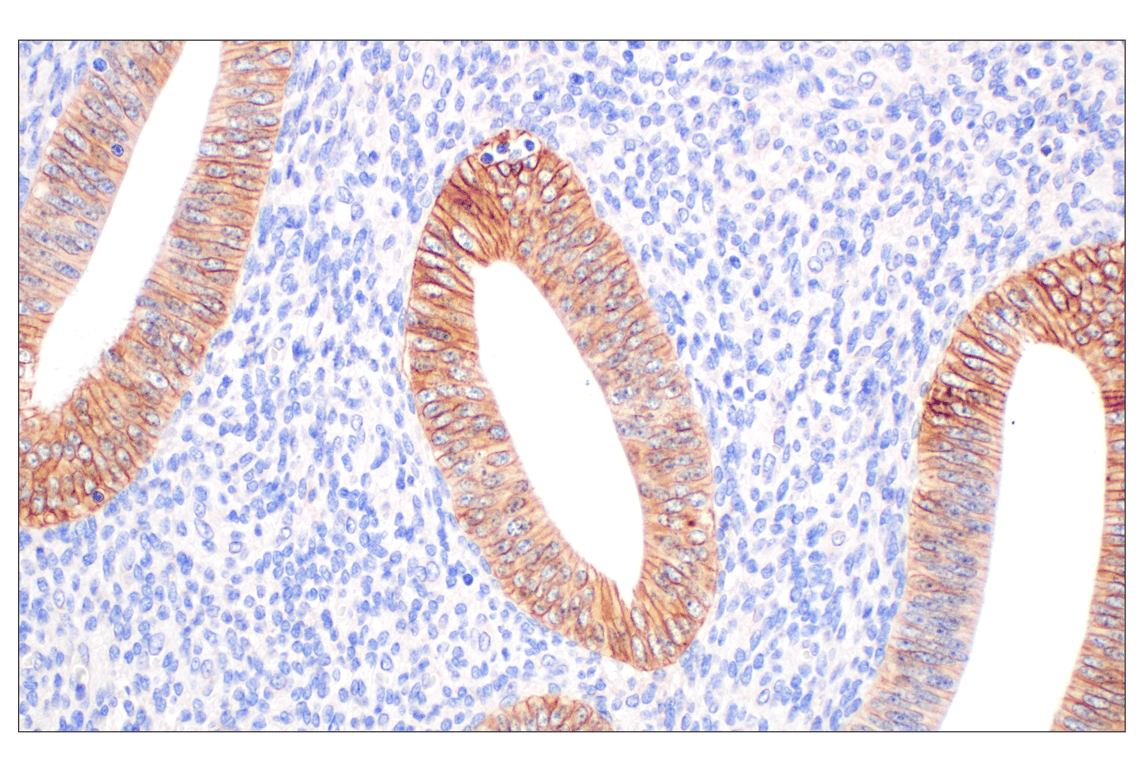 Immunohistochemistry Image 5: MCT1/SLC16A1 (E7A2K) Rabbit Monoclonal Antibody