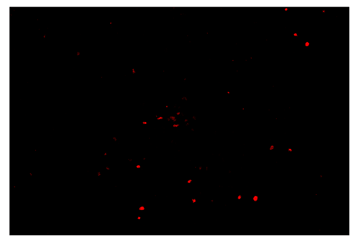 Immunohistochemistry Image 4: Phospho-Histone H2A.X (Ser139) (D7T2V) & CO-0135-488 SignalStar<sup>™</sup> Oligo-Antibody Pair