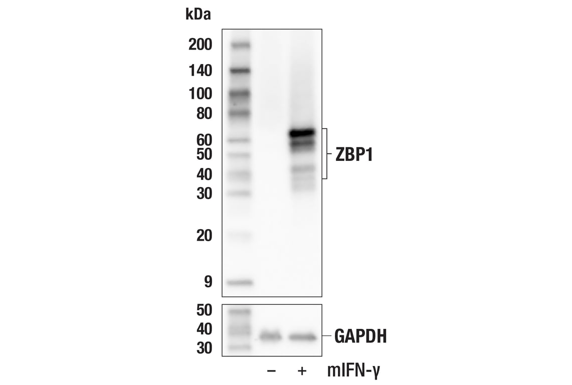 Western Blotting Image 2: ZBP1 (E6H8F) Rabbit Monoclonal Antibody (BSA and Azide Free)