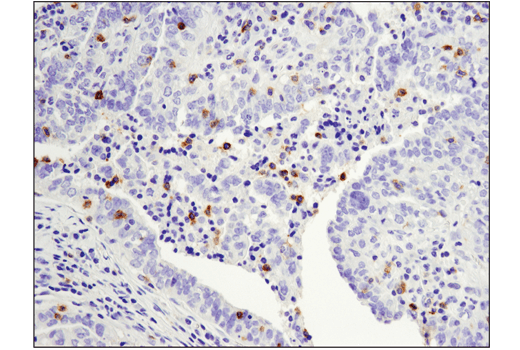 Immunohistochemistry Image 1: PD-1 (Intracellular Domain) (D4W2J) Rabbit Monoclonal Antibody (BSA and Azide Free)