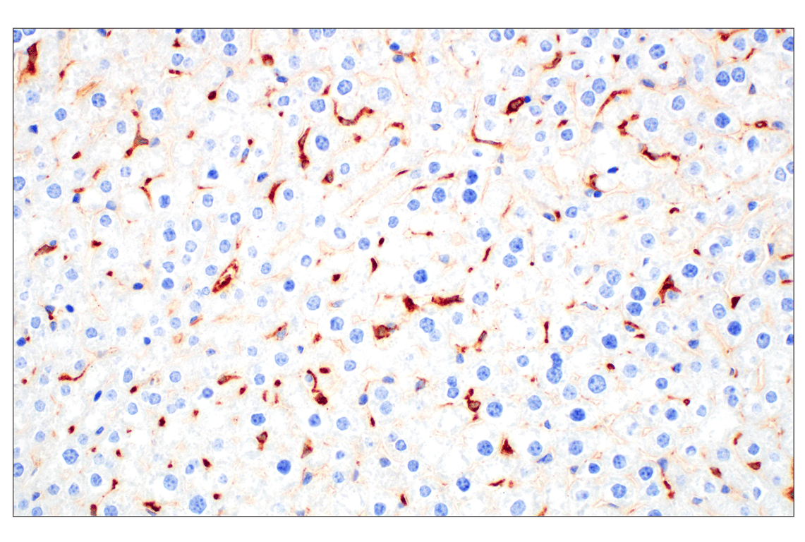Immunohistochemistry Image 2: C1QB (E3U6X) Rabbit Monoclonal Antibody (BSA and Azide Free)
