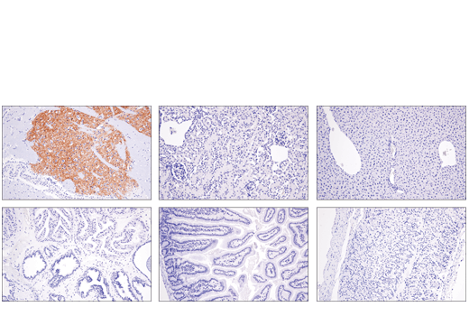 Immunohistochemistry Image 1: Adora2a/Adenosine Receptor A2a (E5I8X) XP<sup>®</sup> Rabbit mAb