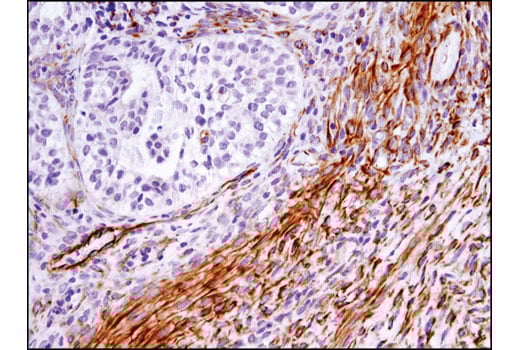 Immunohistochemistry Image 2: SDF1/CXCL12 (D8G6H) Rabbit Monoclonal Antibody
