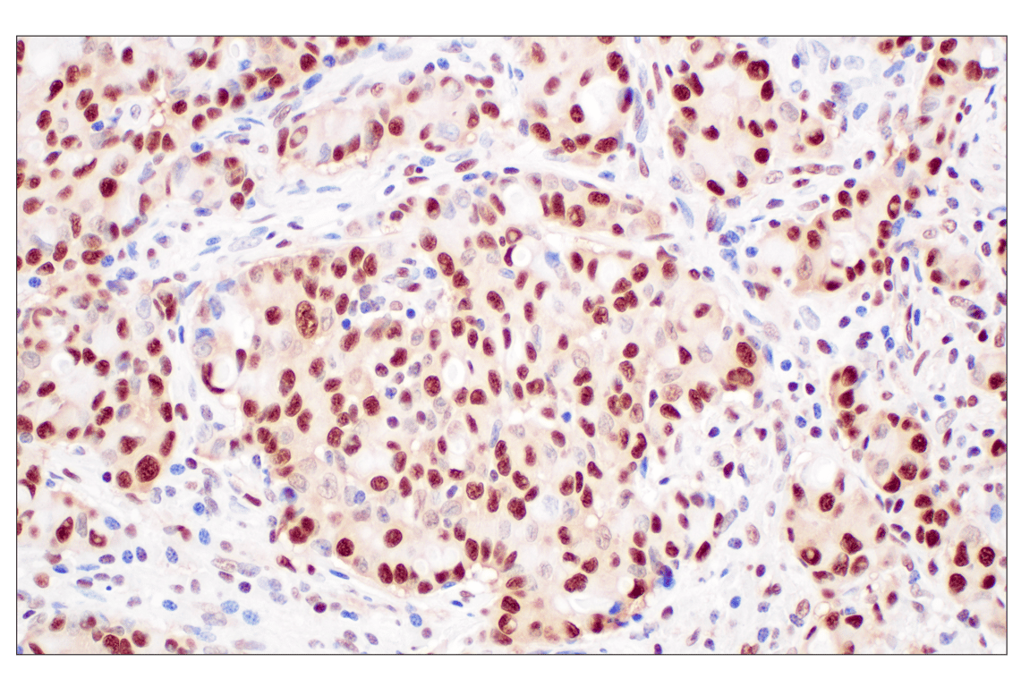 Immunohistochemistry Image 1: FKBP5 (F1G3I) Rabbit Monoclonal Antibody