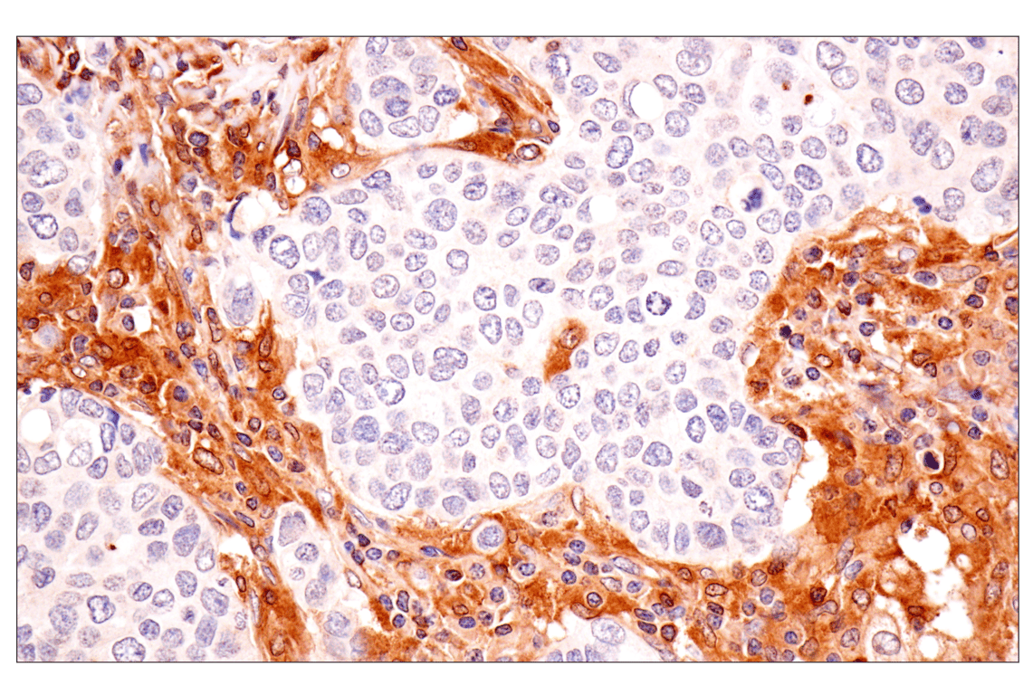 Immunohistochemistry Image 4: TRIM21 (D1O1D) Rabbit Monoclonal Antibody