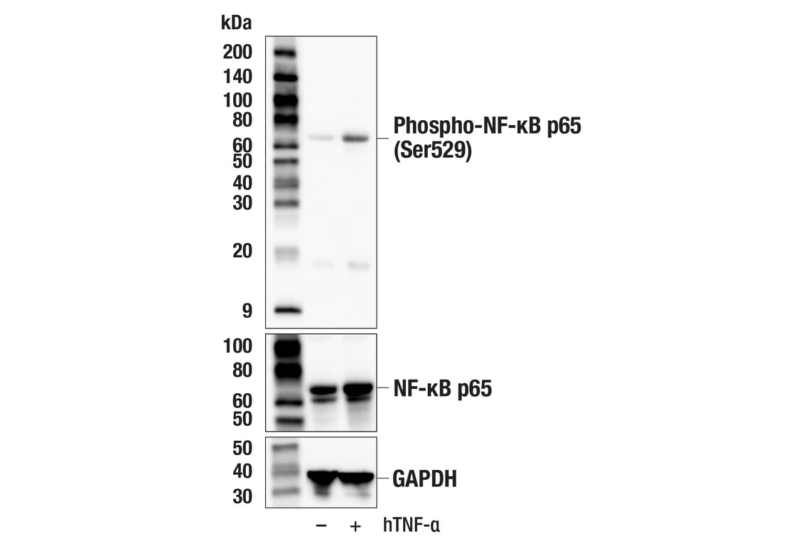 Western Blotting Image 2: Phospho-NF-kappaB p65 (Ser529) (E3K3J) Rabbit Monoclonal Antibody