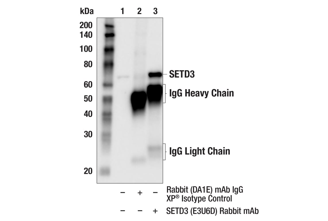 Immunoprecipitation Image 1: SETD3 (E3U6D) Rabbit Monoclonal Antibody