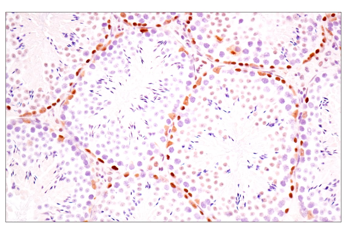 Immunohistochemistry Image 13: TLE3 (E4F3Y) Rabbit Monoclonal Antibody