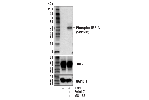 Western Blotting Image 2: Phospho-IRF-3 (Ser386) (E7J8G) Rabbit Monoclonal Antibody (BSA and Azide Free)