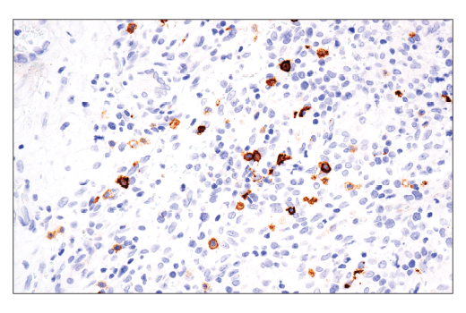 Immunohistochemistry Image 2: OX40 (ACT35) Mouse Monoclonal Antibody (BSA and Azide Free)