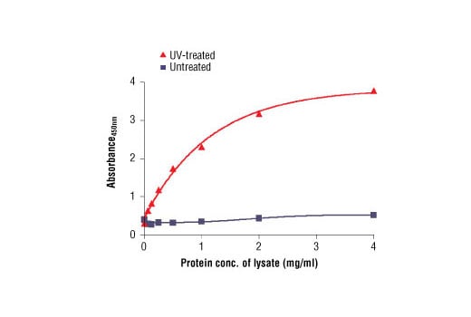 ELISA Image 2: PathScan<sup>®</sup> Phospho-Chk1 (Ser317) Sandwich ELISA Kit