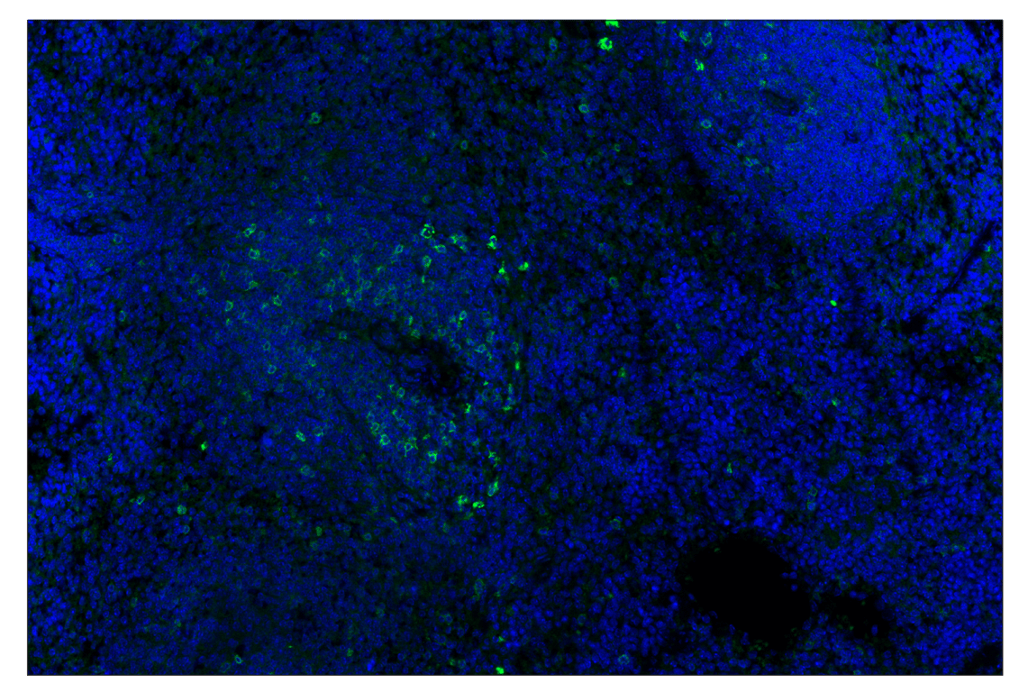 Immunohistochemistry Image 1: GITR (E9O9H) & CO-0186-488 SignalStar<sup>™</sup> Oligo-Antibody Pair