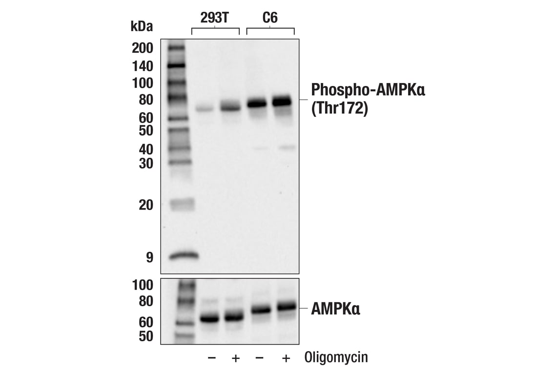 Western Blotting Image 2: Phospho-AMPK alpha (Thr172) (40H9) Rabbit Monoclonal Antibody (Biotinylated)