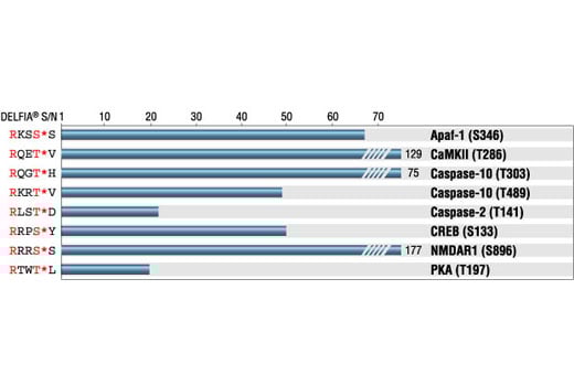 E Image 1: Phospho-(Ser/Thr) PKA Substrate Antibody