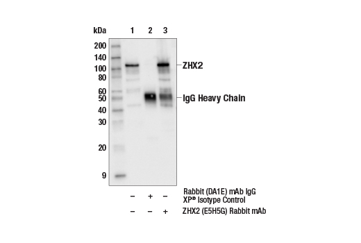 Immunoprecipitation Image 1: ZHX2 (E5H5G) Rabbit Monoclonal Antibody
