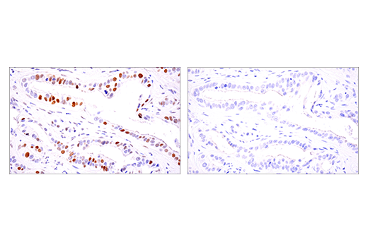 Immunohistochemistry Image 3: Phospho-Chk2 (Thr68) (E8Q1A) Rabbit Monoclonal Antibody (BSA and Azide Free)