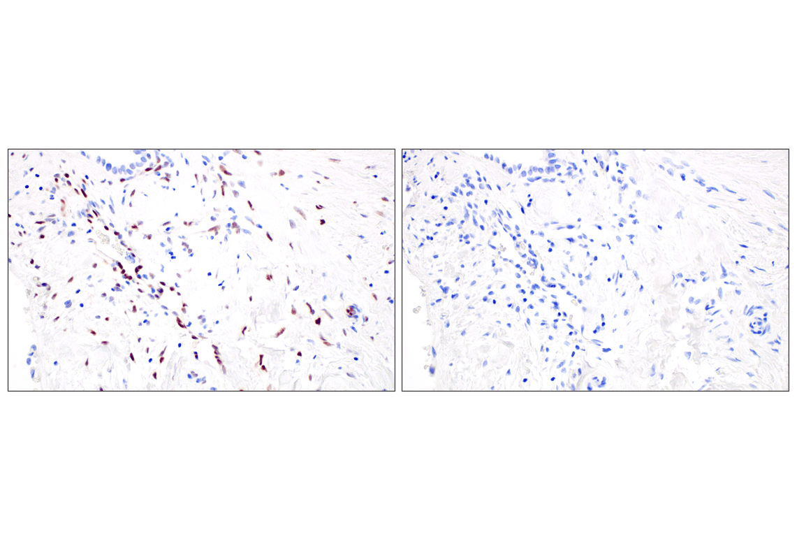 Immunohistochemistry Image 7: KLF2 (E7K8Y) Rabbit Monoclonal Antibody