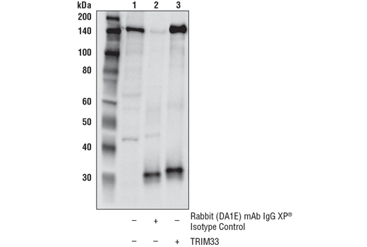 Immunoprecipitation Image 1: TRIM33 (D7U4F) Rabbit Monoclonal Antibody