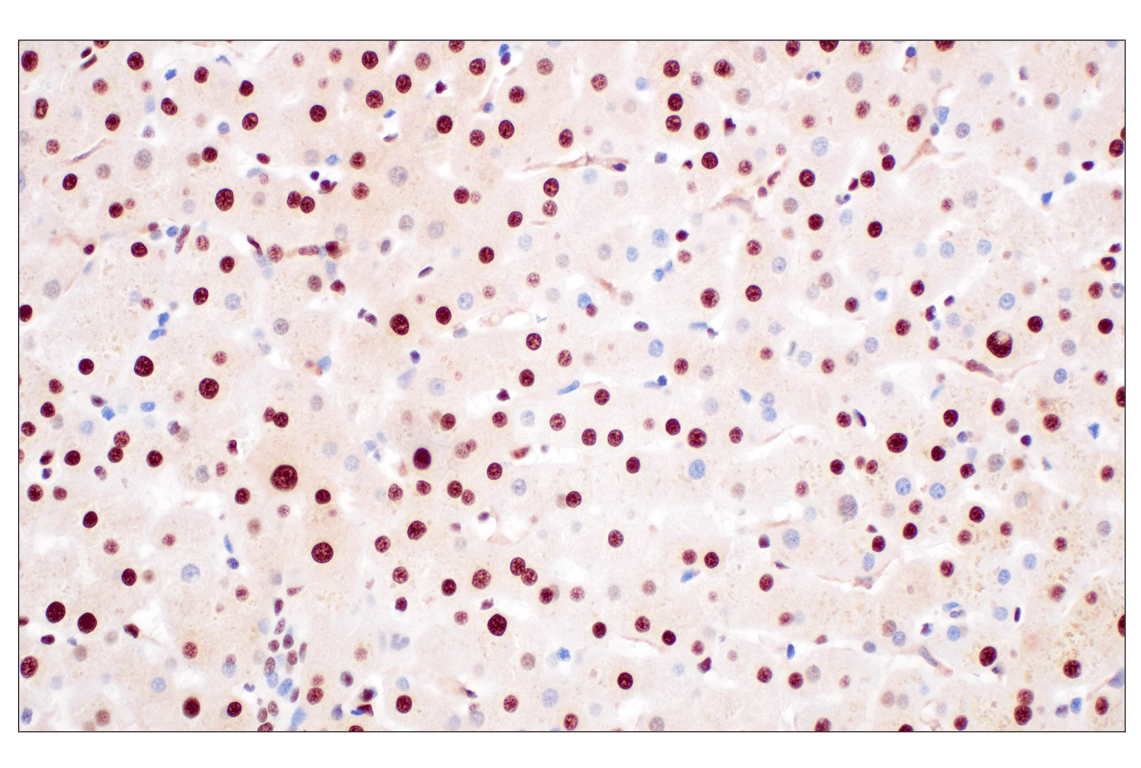 Immunohistochemistry Image 5: FKBP5 (F1G3I) Rabbit Monoclonal Antibody