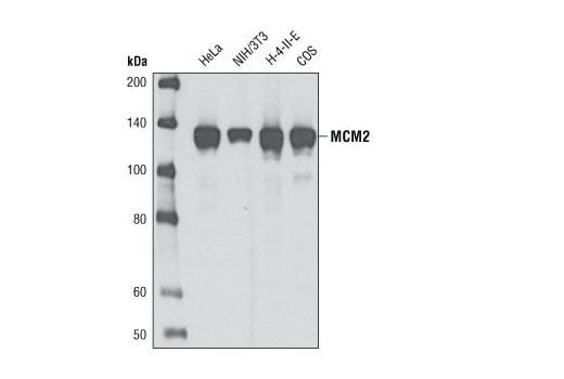 Western Blotting Image 1: MCM2 (D7G11) XP<sup>®</sup> Rabbit mAb (BSA and Azide Free)