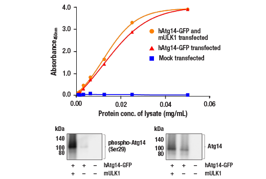 ELISA Image 1: PathScan<sup>®</sup> RP Total Atg14 Sandwich ELISA Kit