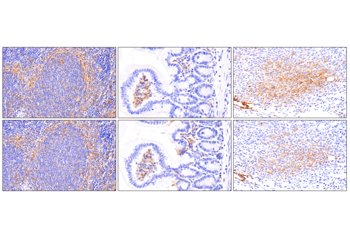 Immunohistochemistry Image 5: PD-L1 (F3Z1T) Rabbit Monoclonal Antibody (BSA and Azide Free)