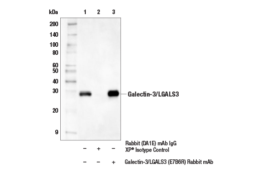 Immunoprecipitation Image 1: Galectin-3/LGALS3 (E7B6R) Rabbit Monoclonal Antibody