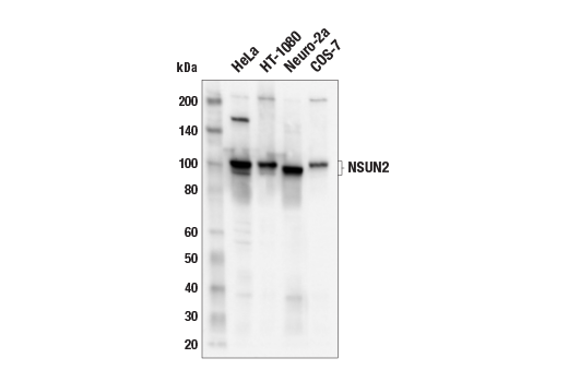 Western Blotting Image 2: NSUN2 (E6N6I) Rabbit Monoclonal Antibody