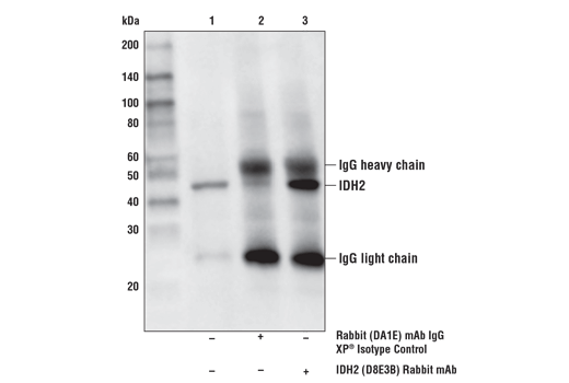Immunoprecipitation Image 1: IDH2 (D8E3B) Rabbit Monoclonal Antibody