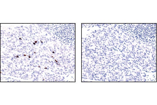 Applications for Cleaved Caspase-3 (Asp175) (5A1E) Rabbit mAb | Cell ...