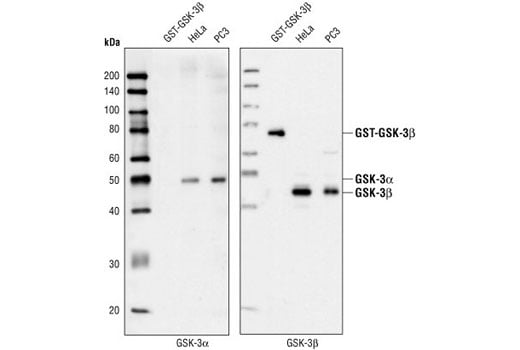 Western Blotting Image 2: GSK-3 alpha Antibody