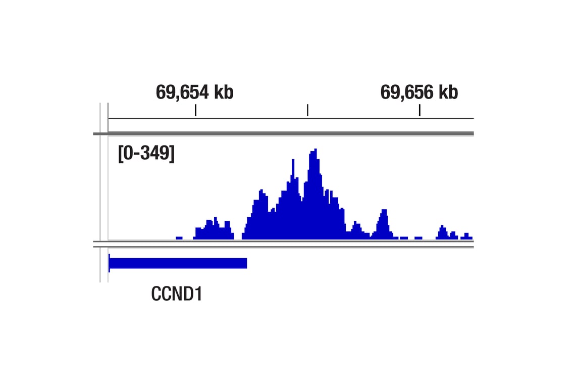 CUT & Tag Image 2: Estrogen Receptor alpha (D8H8) Rabbit Monoclonal Antibody