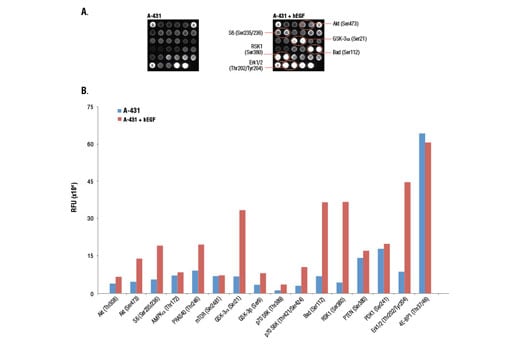 undefined Image 3: PathScan<sup>®</sup> Akt Signaling Antibody Array Kit (Fluorescent Readout)