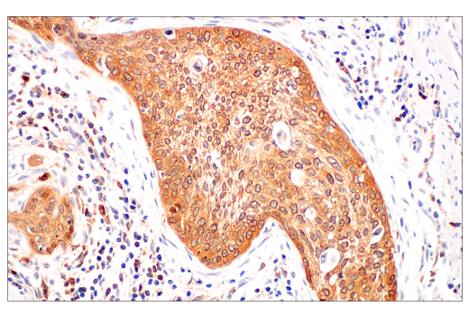 Immunohistochemistry Image 2: c-Rel (E8Z5Y) Rabbit Monoclonal Antibody
